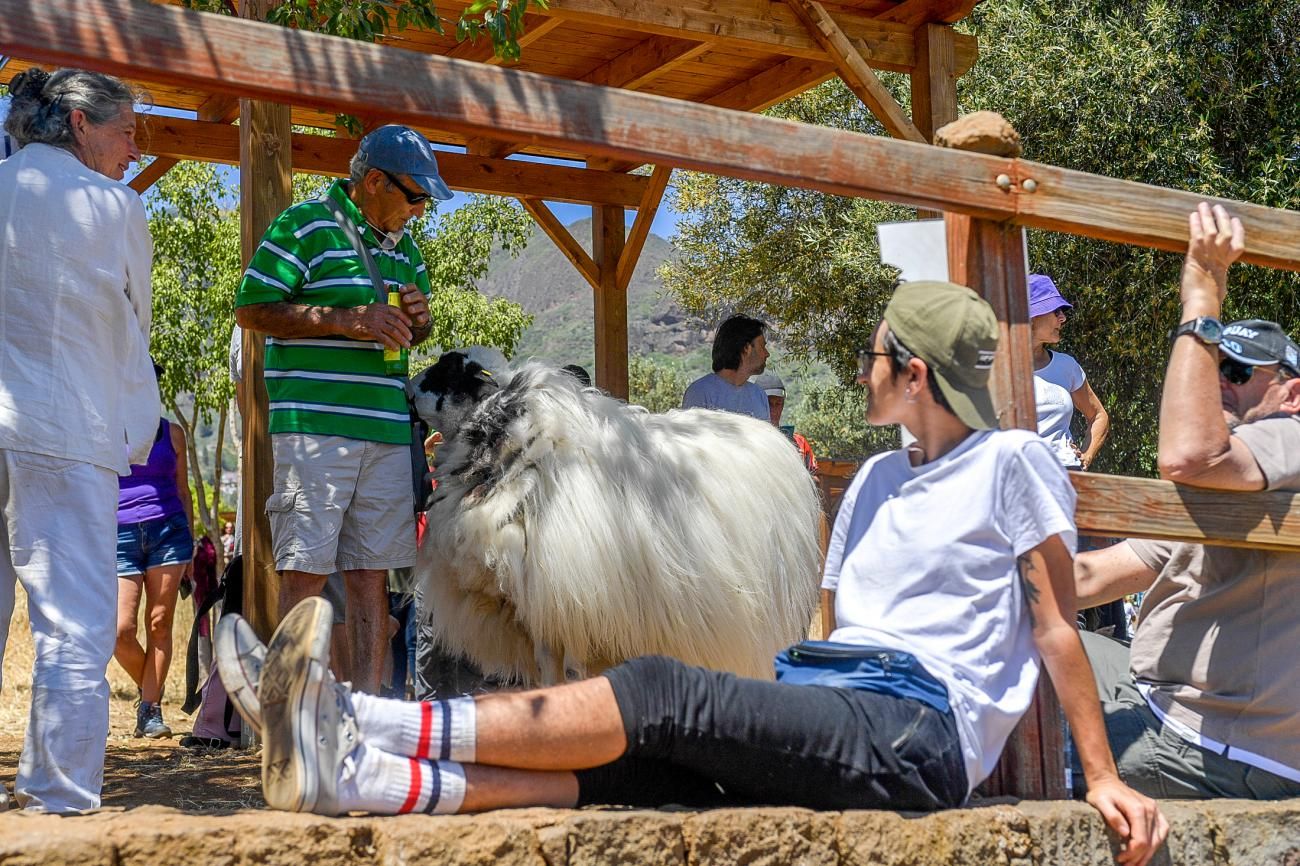 Festival de Sostenibilidad y Cultura, Soltura en Valsequillo