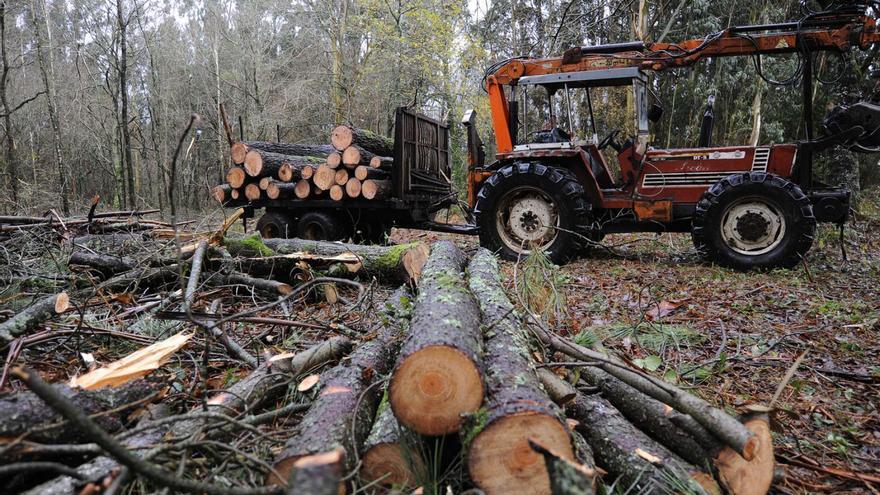 La producción anual de las masas arboladas del distrito forestal supera los 106 millones de euros