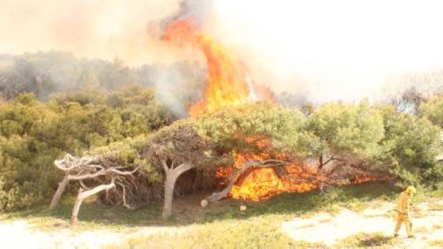 Imagen del incendio del parque del Molino del Agua ayer por la tarde.