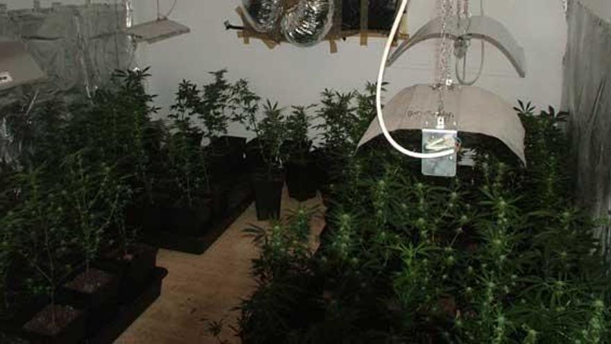 Los policías registraron la vivienda, donde intervinieron 264 plantas de marihuana con un peso de 3,900 kilos, además de otros 2 kilos más de marihuana