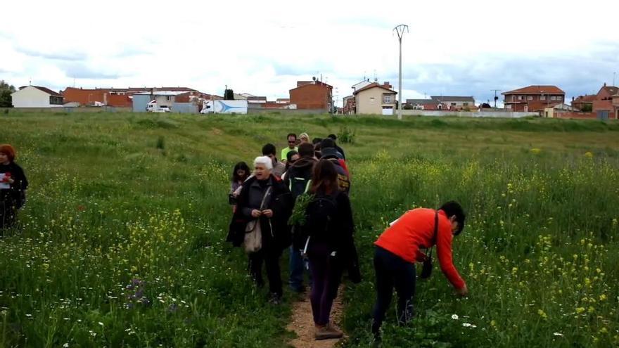 El paseo botánico de los Scouts de Benavente