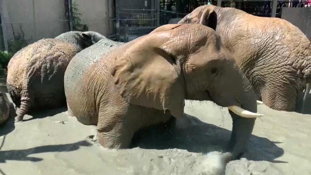 Las tres elefantas del Zoo de Barcelona se dan un baño en su lodazal.