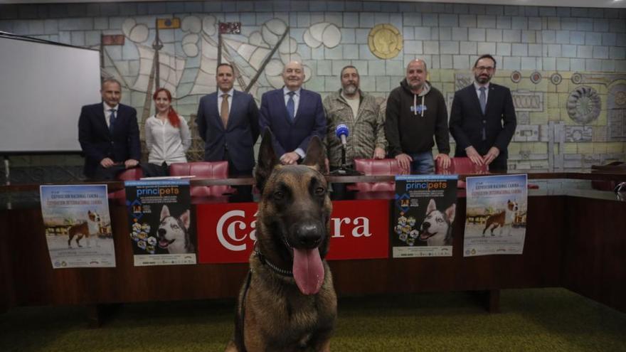 Presentación de PrinciPets, esta mañana, en la Cámara de Comercio.