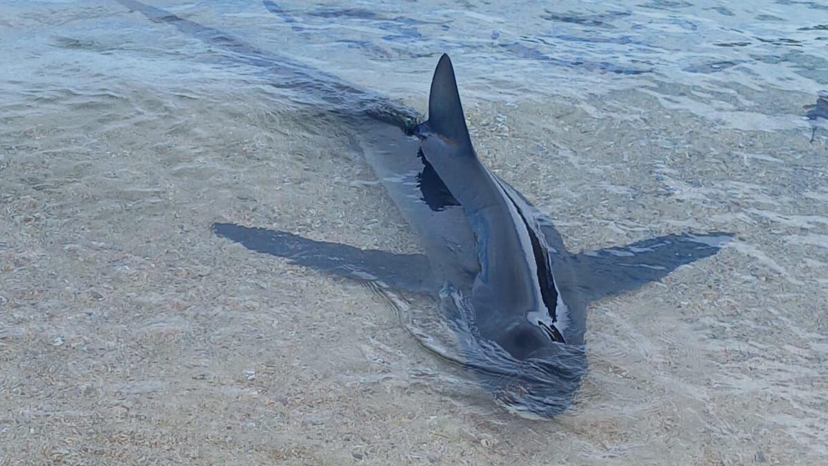 Von Schwertfischen attackiert: Hier werden dem Blauhai die "Schwerter" aus dem Kopf gezogen