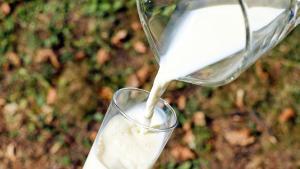 ¿Por qué consumir leche entera y evitar la semidesnatada o la desnatada?