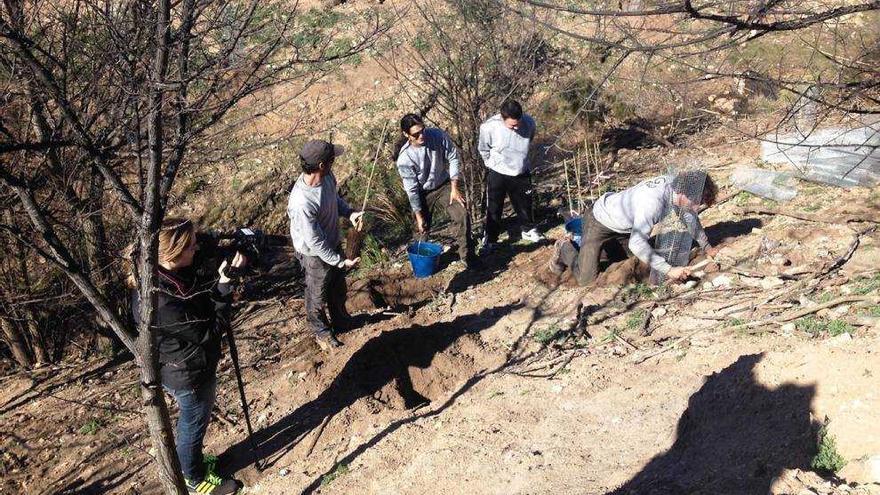 Operarios que participan en la plantación de los nuevos ejemplares de olmos.