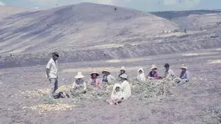 El Cabildo y Los Campesinos buscan fotos y películas antiguas sobre la vida rural en Lanzarote