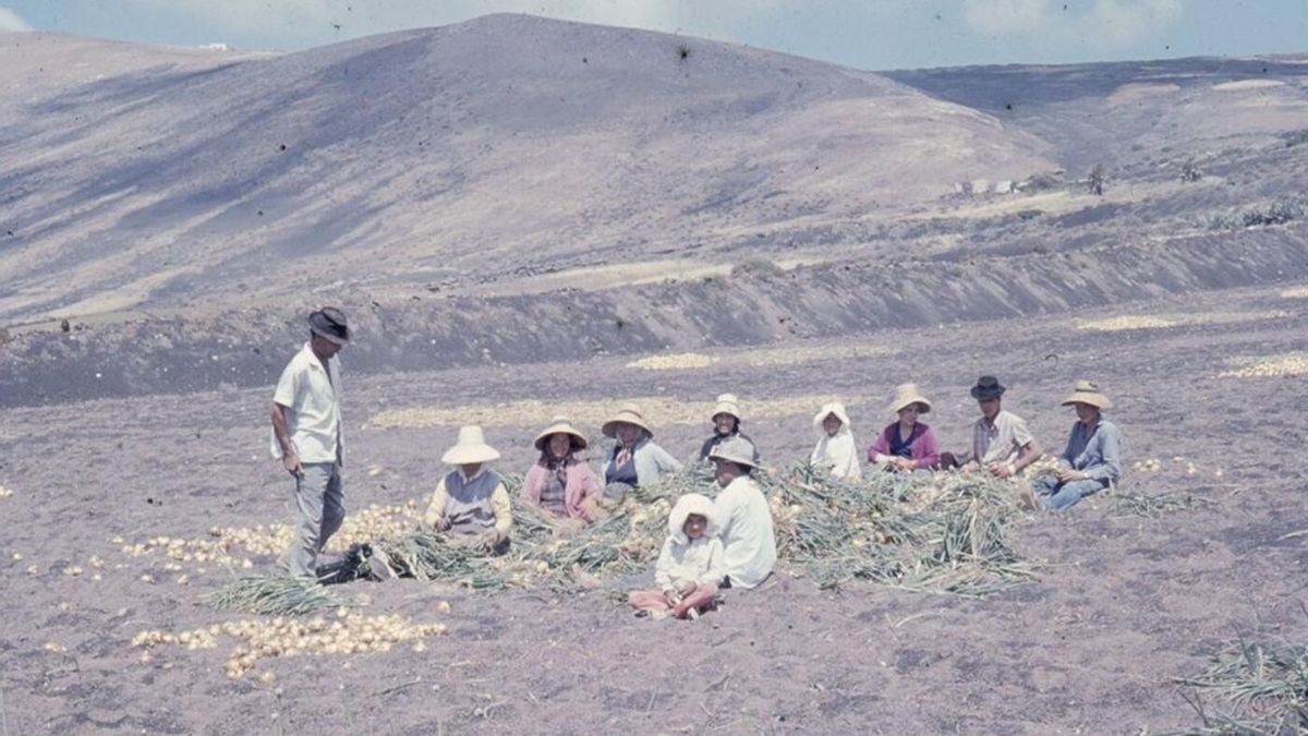 Grupo campesinos cortando cebollas en Mácher Alto. Diapositiva anónima.