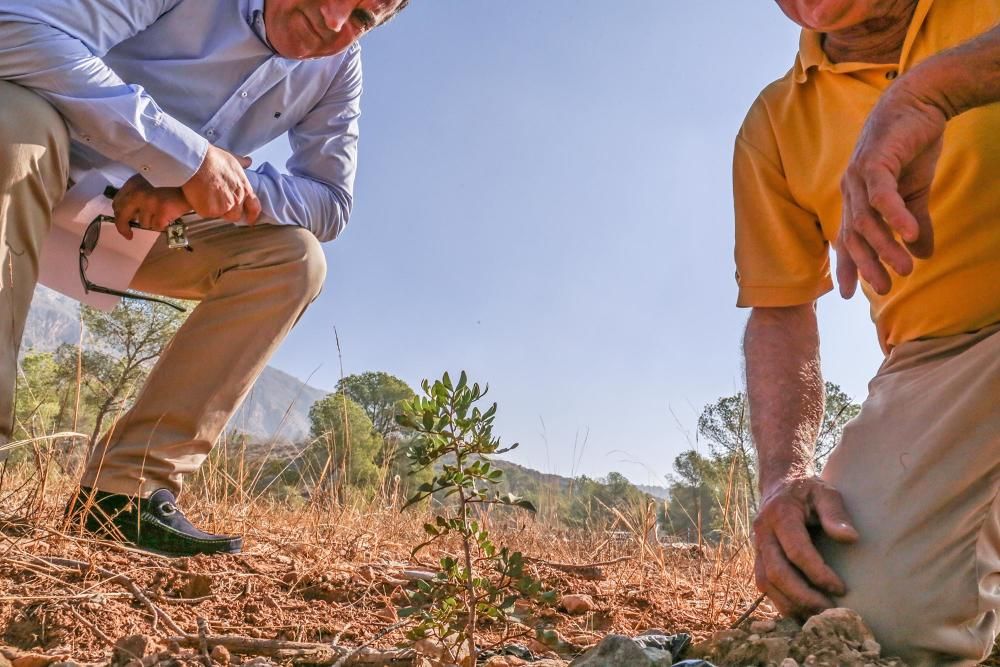 La Tercera Edad participa en la plantación de un centenar de árboles