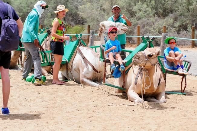 Reportaje excursiones con camellos en las Dunas ...