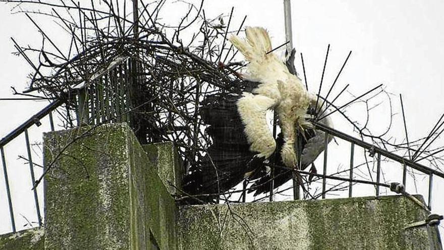 Pacma denuncia la muerte de una cigüeña atravesada por hierros