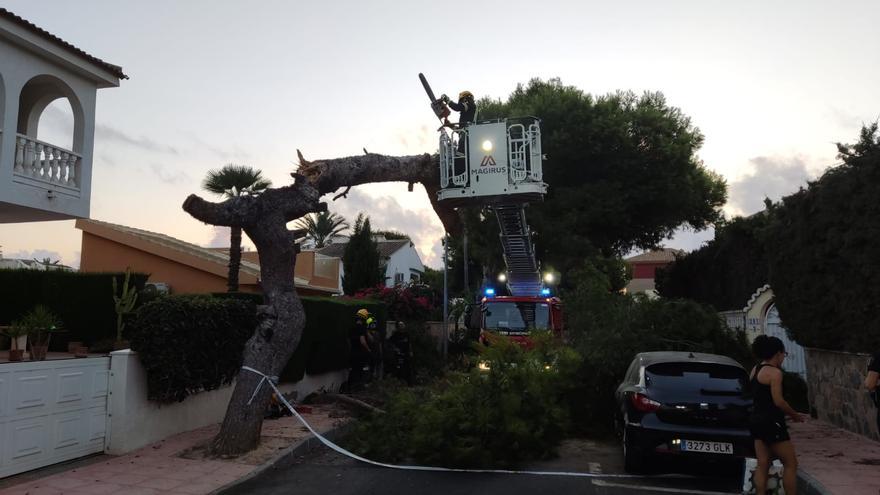 Intervención de los bomberos en Orihuela Costa para retirar un pino de la calzada