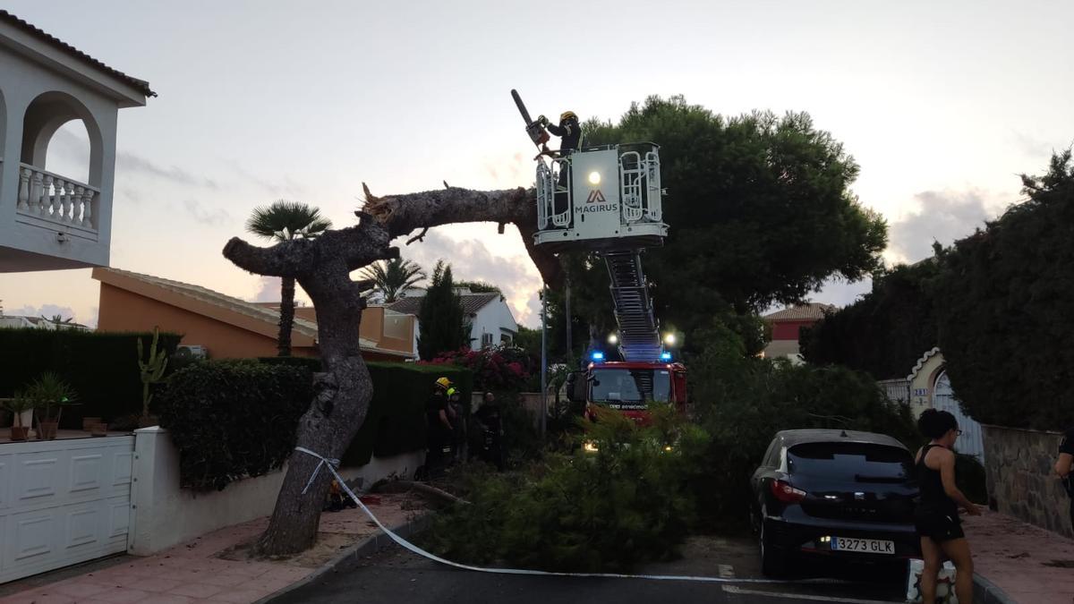 Pino que se ha desplomado sobre la calzada en Orihuela Costa