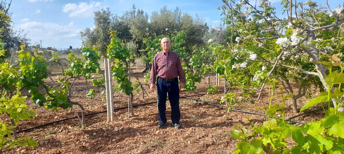 En el huerto 8 Enrique Puchol Vives, ‘El Francesillo’, posa orgulloso en una de las fincas que ha cultivado durante gran parte de su vida.