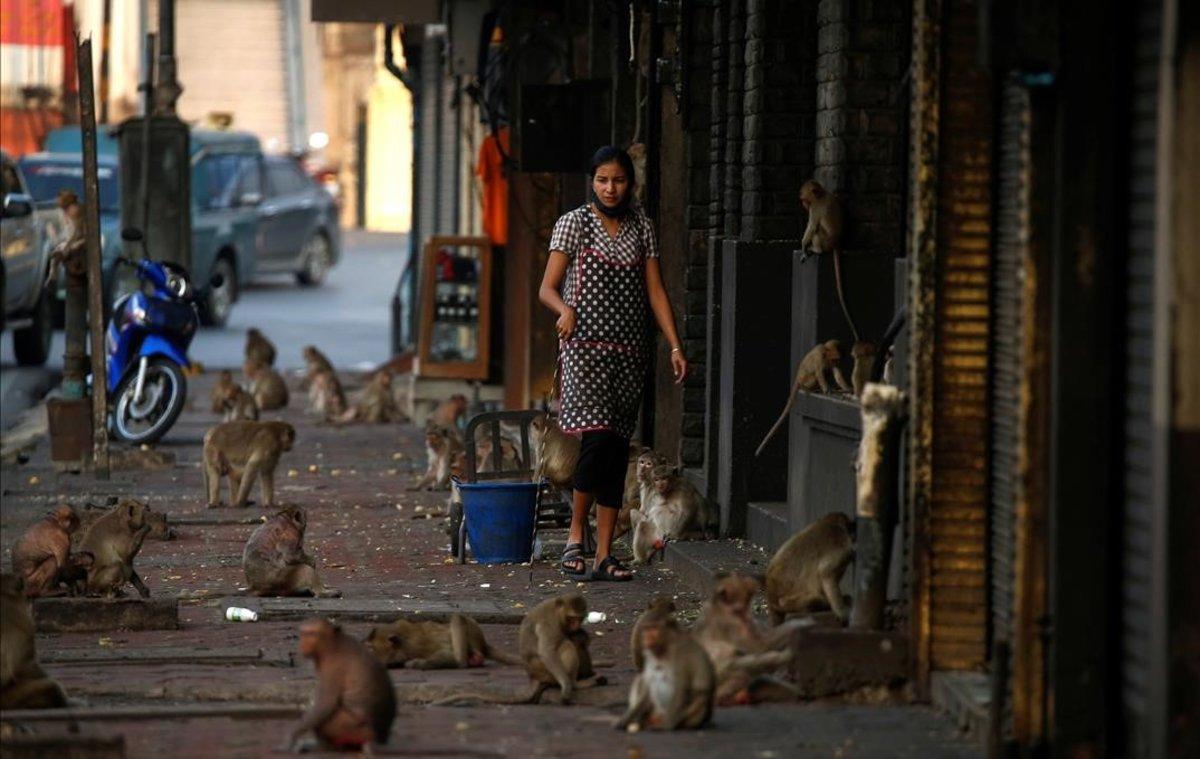 Monos en las calles junto al templo de Prang Sam Yod en Lopburi, Tailandia.