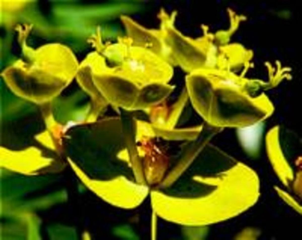’EUPHORBIA PALUSTRIS’ Les últimes grans poblacions ibèriques d’aquesta euforbiàcia sense nom vernacle es troben a les planes de l’Alt i el Baix Empordà. Estatus: vulnerable. ’EUPHORBIA PALUSTRIS’ Les últimes grans poblacions ibèriques d’aquesta euforbiàcia sense nom vernacle es troben a les planes de l’Alt i el Baix Empordà. Estatus: vulnerable.