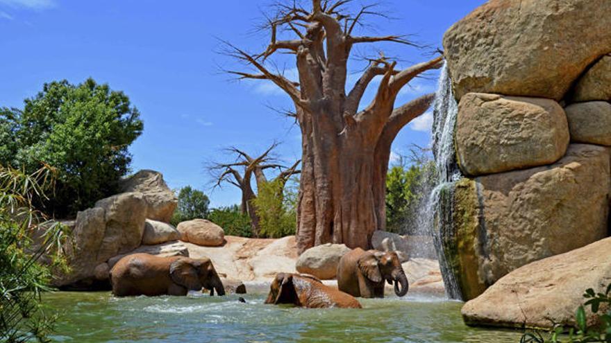 Ocho años de Bioparc