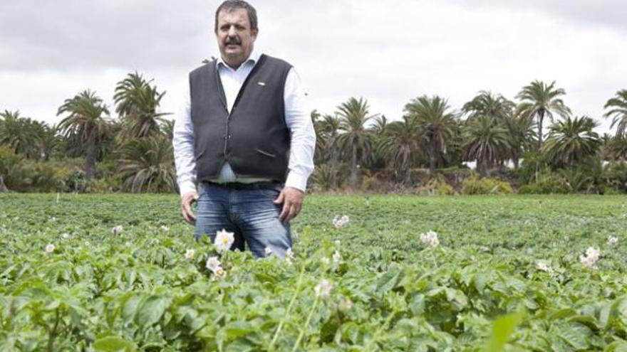 Rafael Hernández en un cercado de papas de su finca en Tafira, en el municipio de Las Palmas de Gran Canaria. | quique curbelo