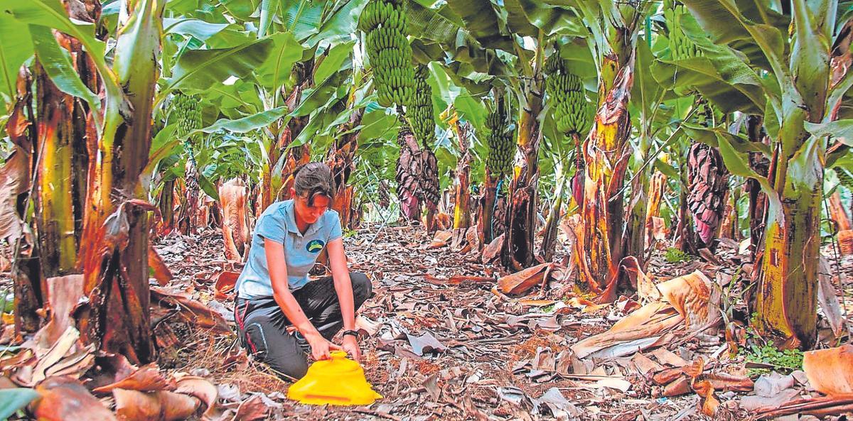 Aplicación de control biológico de plagas en una finca de plátano.