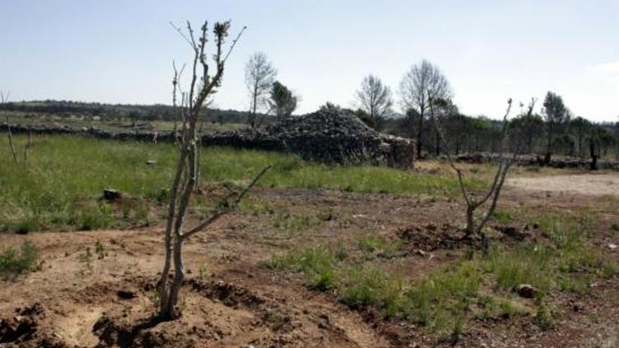 Un dels olivars recuperats després de l&#039;incendi