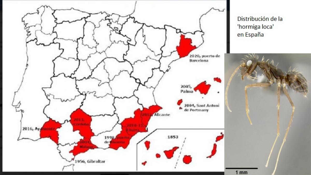 La hormiga loca, en España