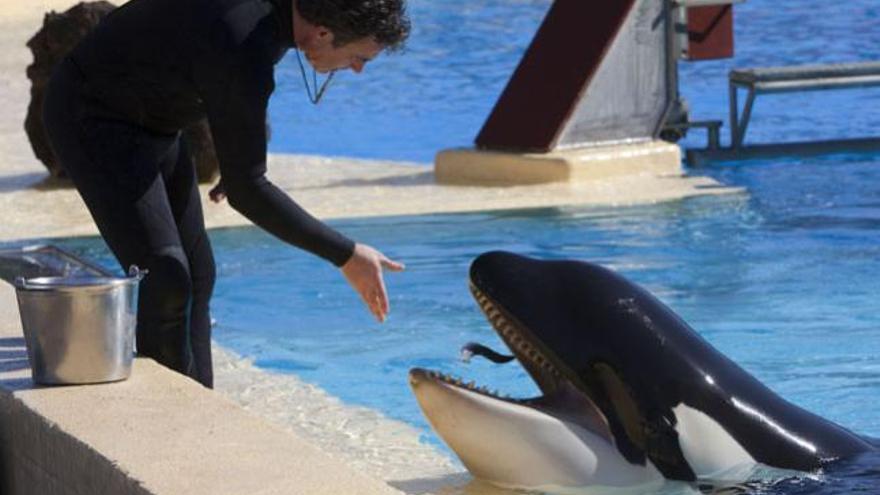 Un cuidador da de comer a &#039;Morgan&#039;, ayer, en Loro Parque. i JOSÉ L. GONZÁLEZ