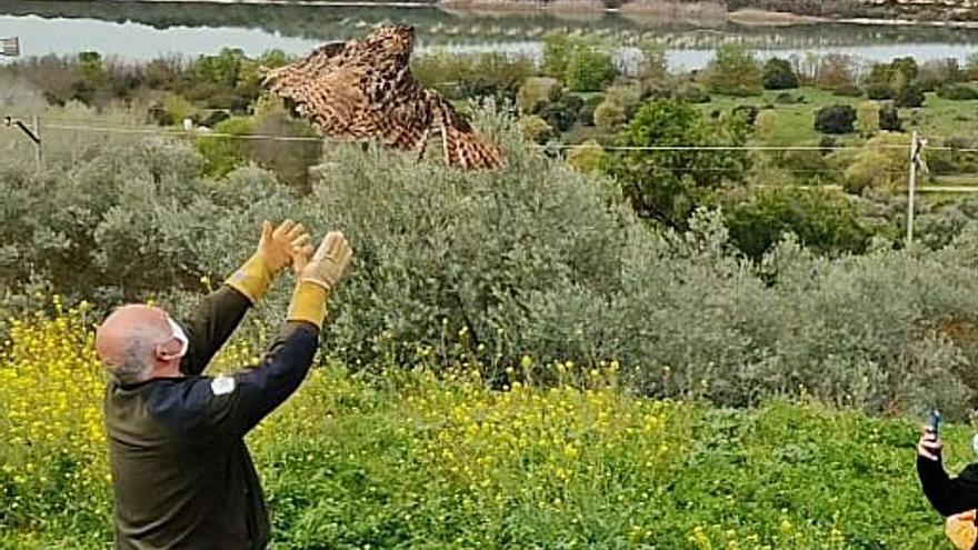 Suelta de un búho real en la laguna de Zóñar.