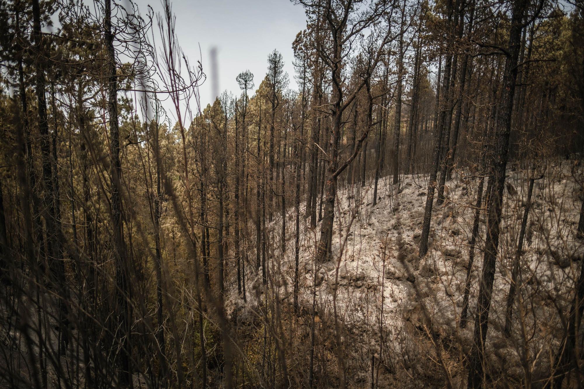 Imágenes de este domingo del incendio de Tenerife.