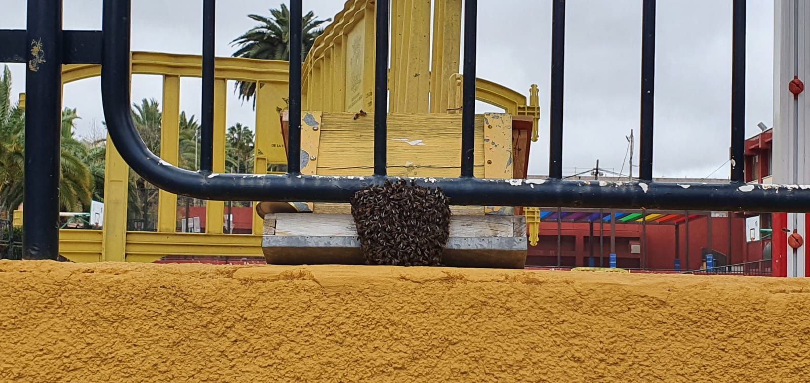 Un enjambre de abejas negras 'toma' la cancha de un colegio de Santa Brígida