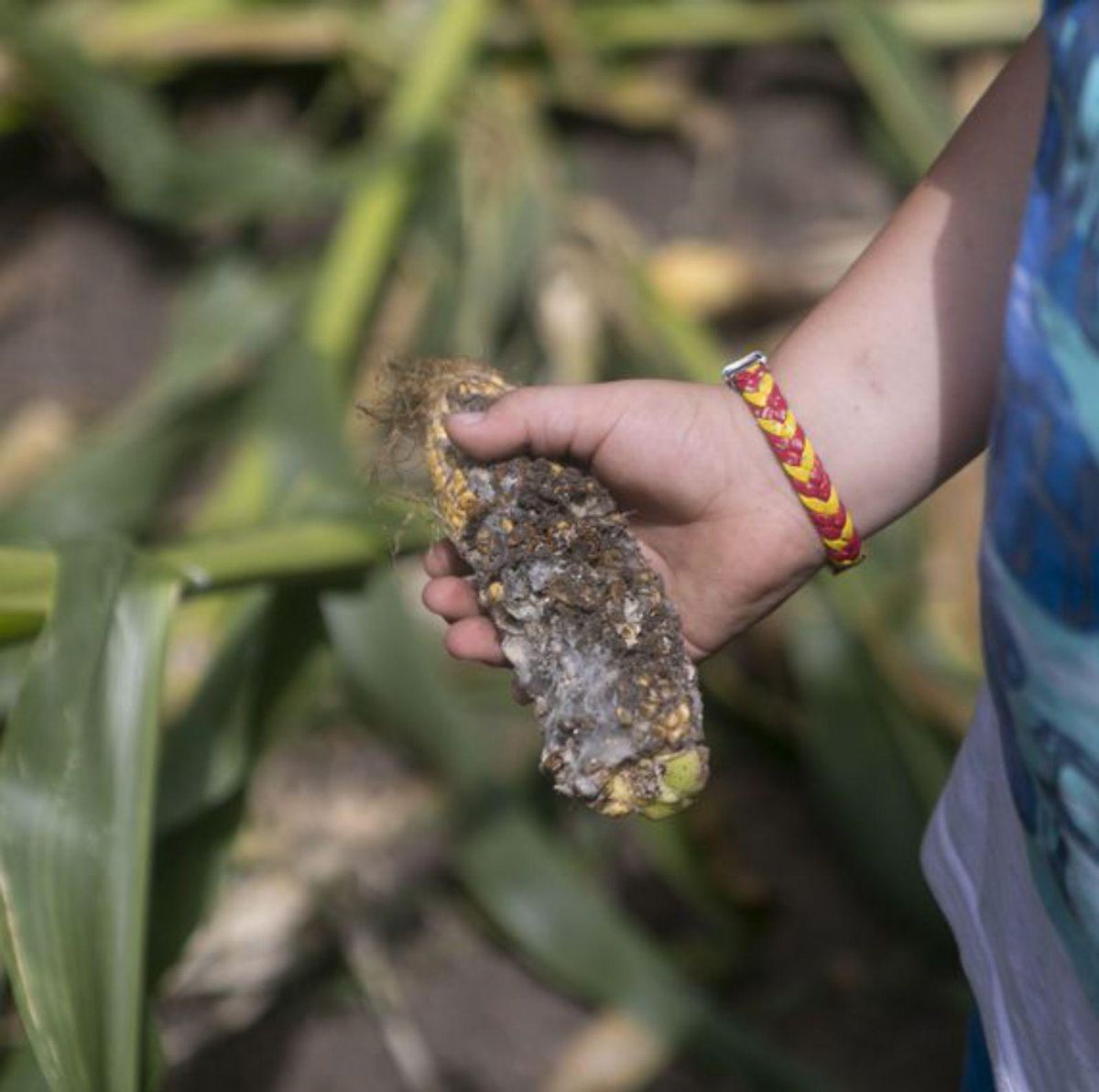 Los jabalíes se ceban con el maíz: estiman daños en el 20% de las plantaciones