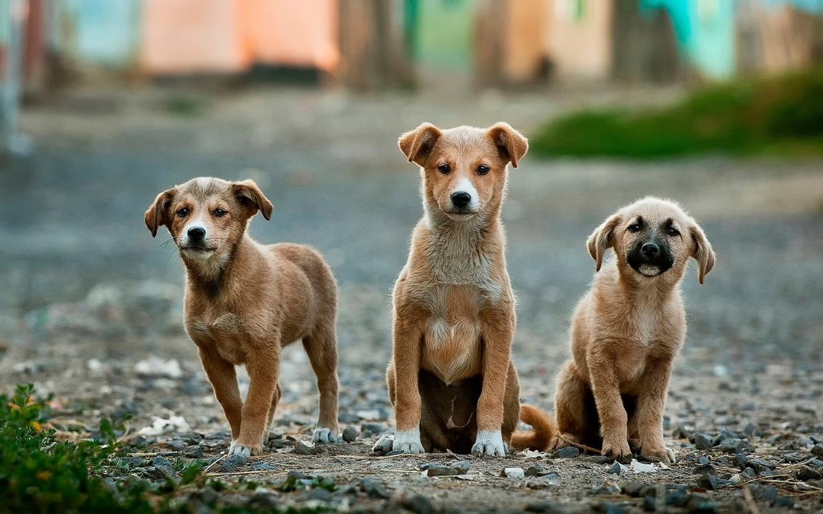 Tres ejemplares de perro.