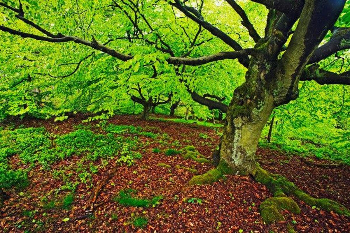 Parque nacional Kellerwald-Edersee (Alemania)