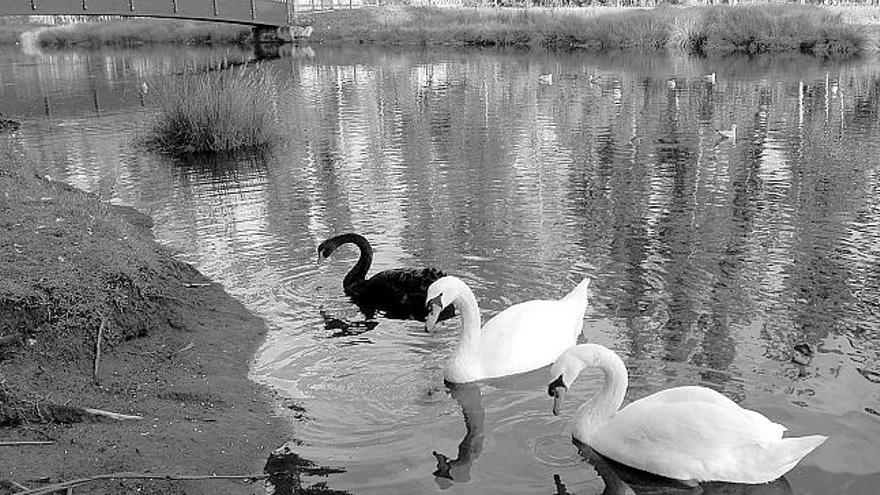 Algunos de los cisnes que suelen habitar en el canal interior de la Illa