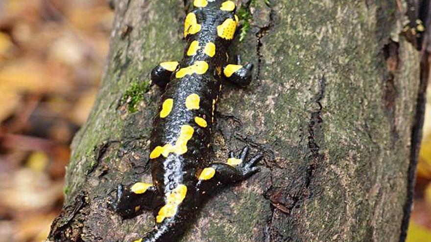 Imatge del tipus de salamandra trobada dins la perforació