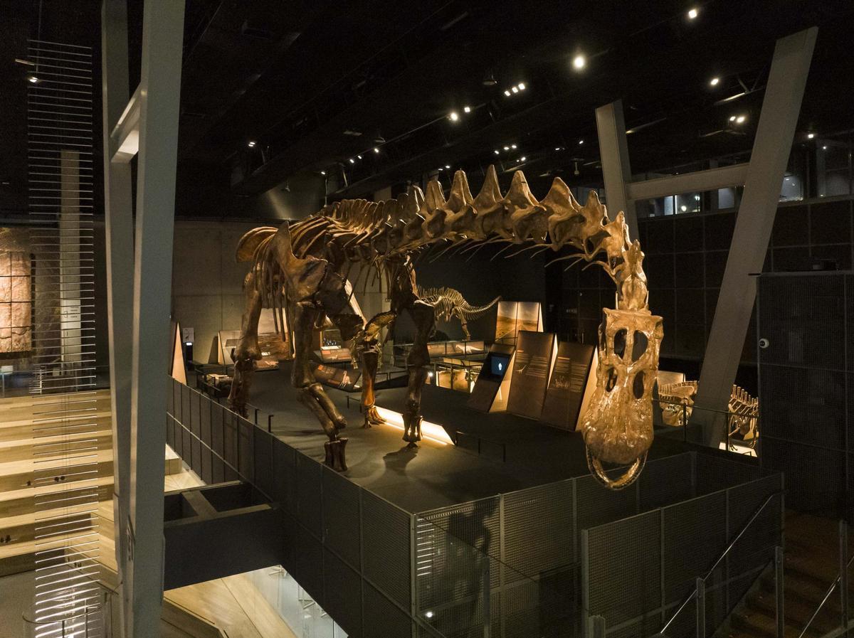 El Patagotitan mayorum mesurava 38 metres de llargària i pesava 77 tones