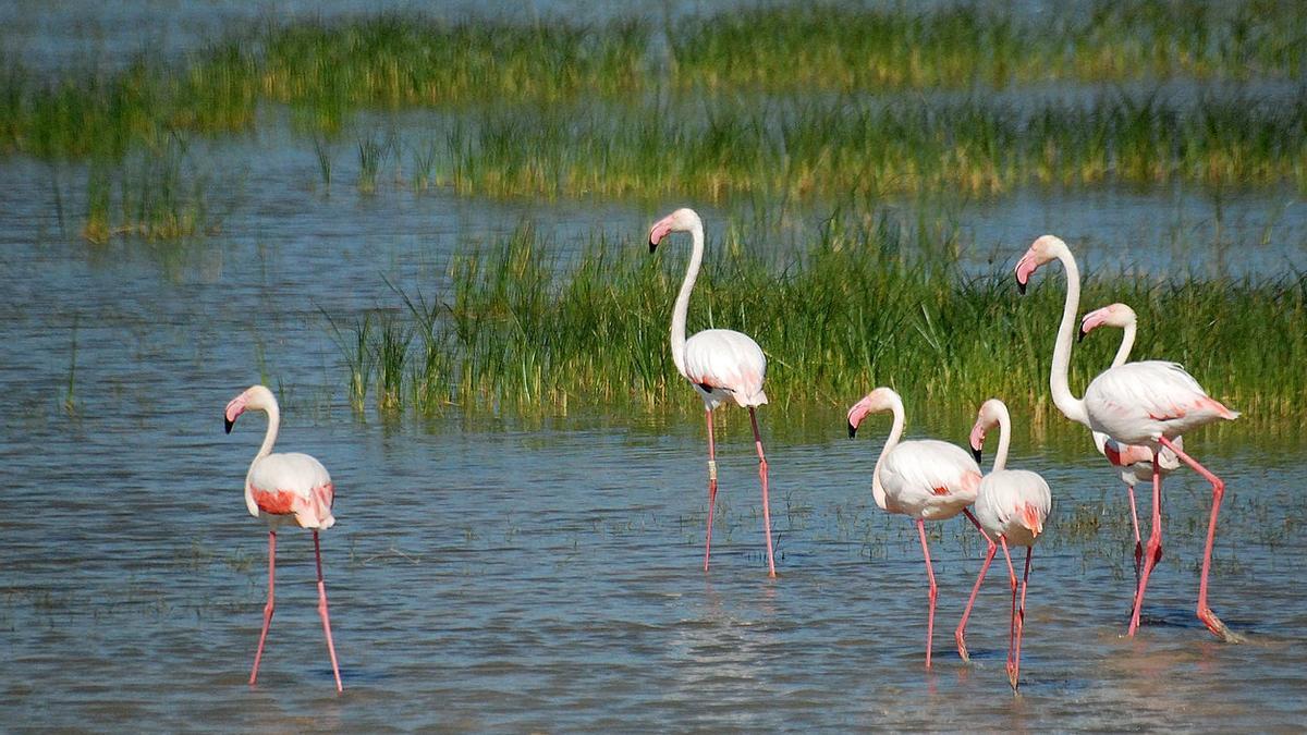 Flamencos , Parque Natural de Doñana