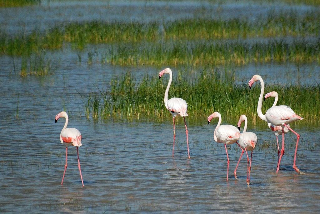 Flamencos , Parque Natural de Doñana