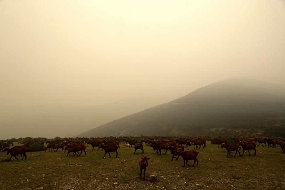 La UME lucha contra las llamas en Ibias