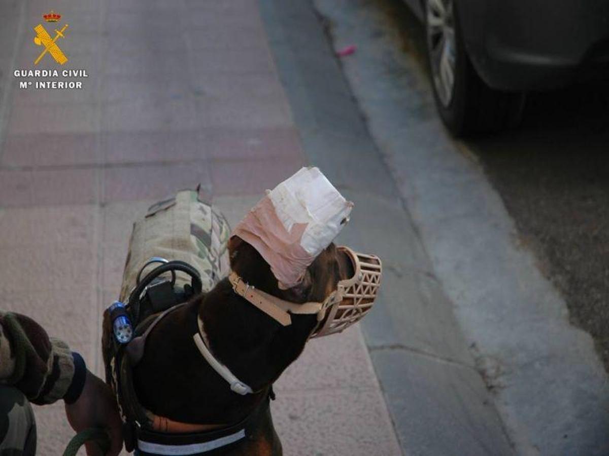 Dos investigados por mutilar el rabo y las orejas a un perro en Pinseque