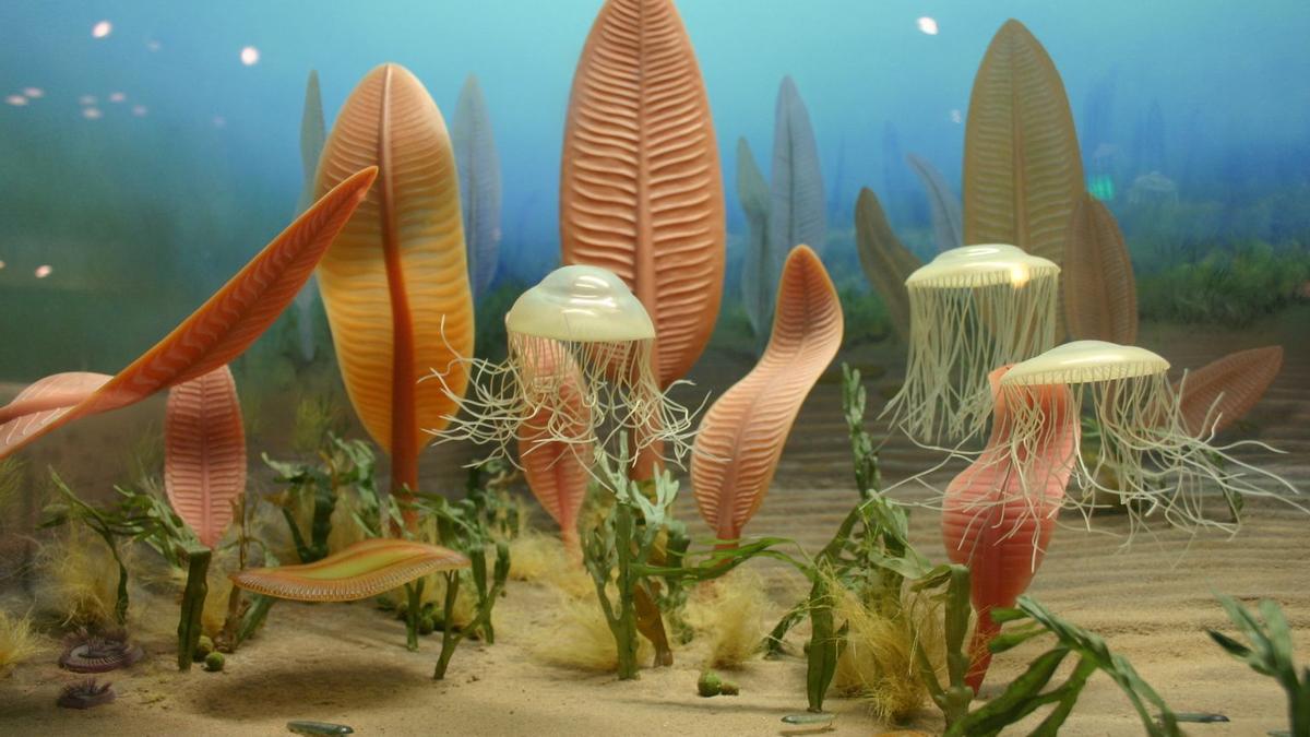 Diorama de la vida marina del antiguo período Ediacárico, hace unos 500 millones de años.