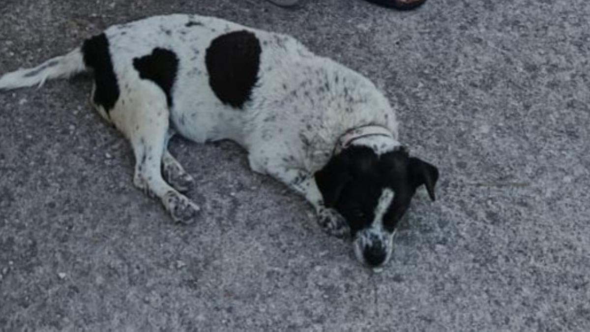 Foto de la perra Chiqui, que era temerosa de las tormentas y buscaba alojamiento cuando presentía lluvia.