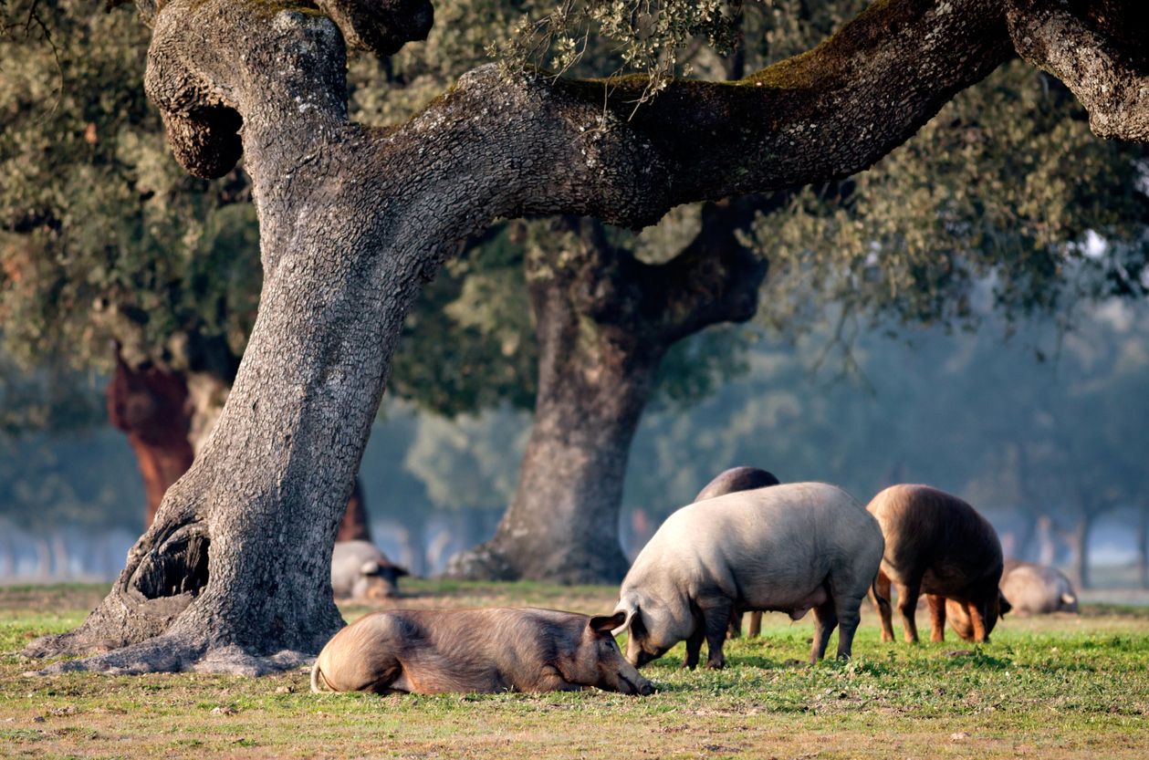 Cerdos ibéricos en el campo de Jabugo