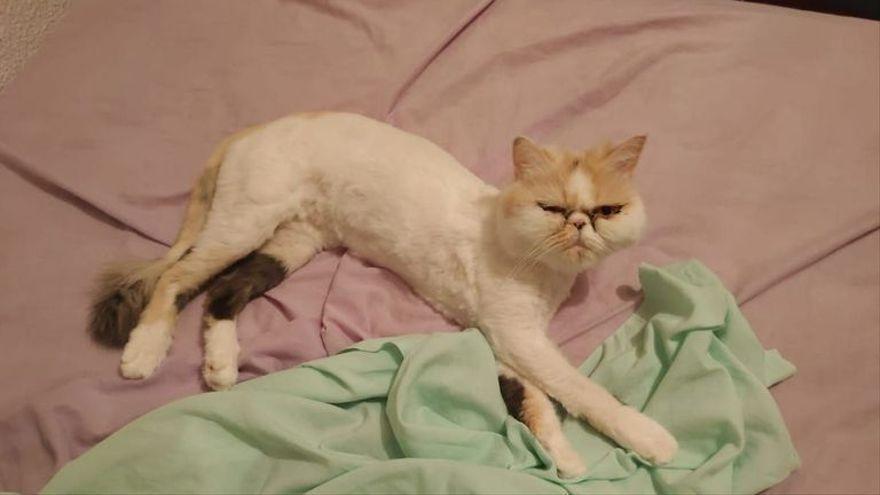 GATA LAVADORA | La gata Kitty sobrevive a un lavado y centrifugado en una  lavadora