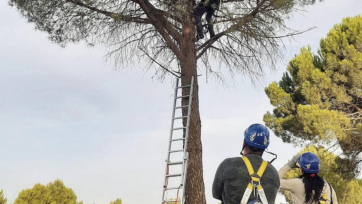 Proceso de recogida de piñas en una finca en el término municipal de Villaviciosa de Córdoba.