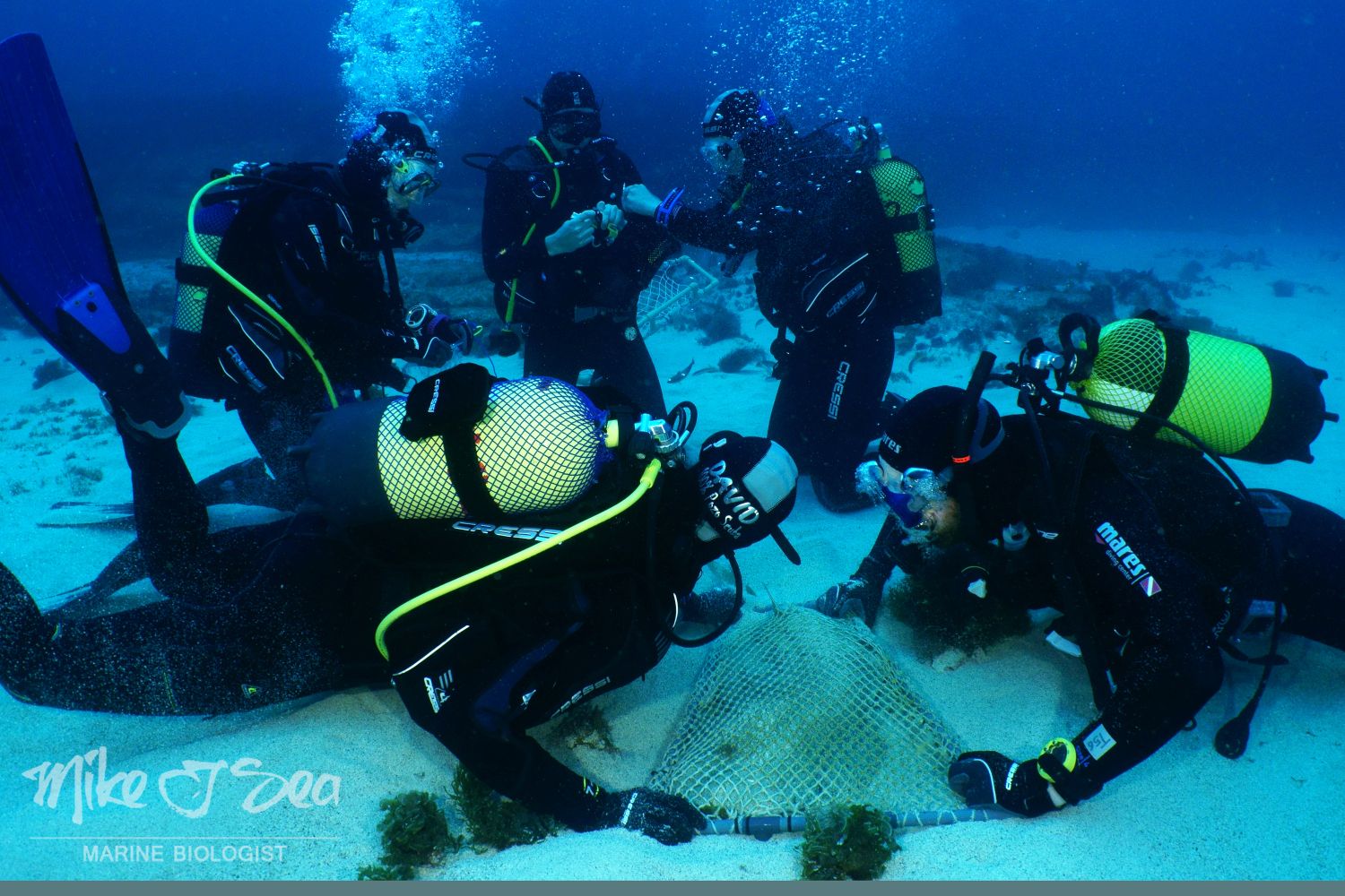 Marcaje acústico de angelotes en la Reserva Marina de La Graciosa