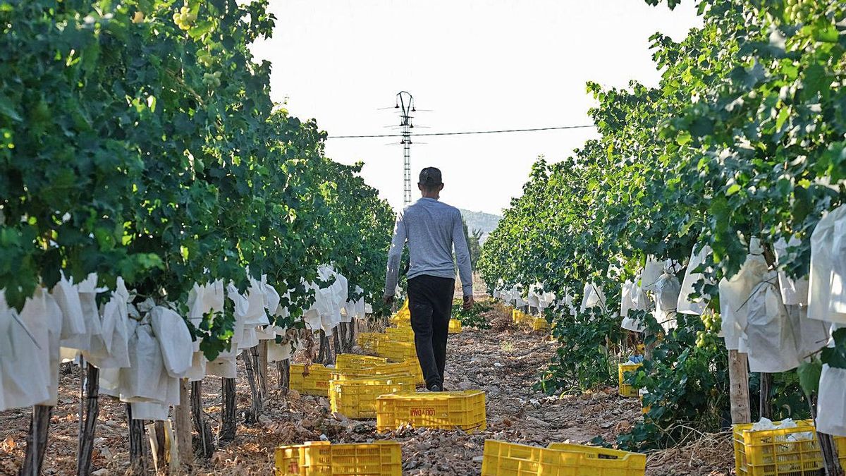 Recogida de la denominada uva de mesa en los campos del Vinalopó. | ÁXEL ÁLVAREZ