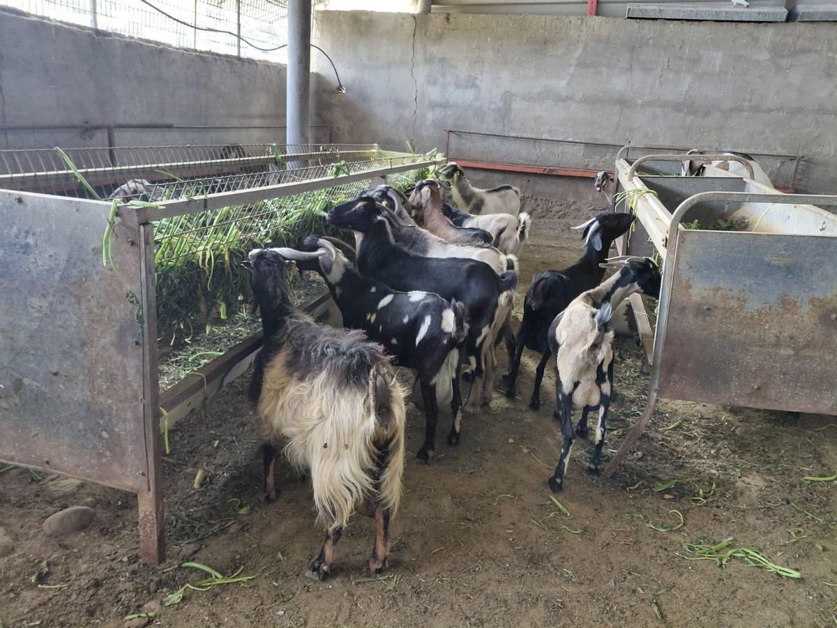 Las cabras y otros animales de Rubén Bordón disponen de sombra, agua fresca y comida verde para atajar el calor extremo de estos días.