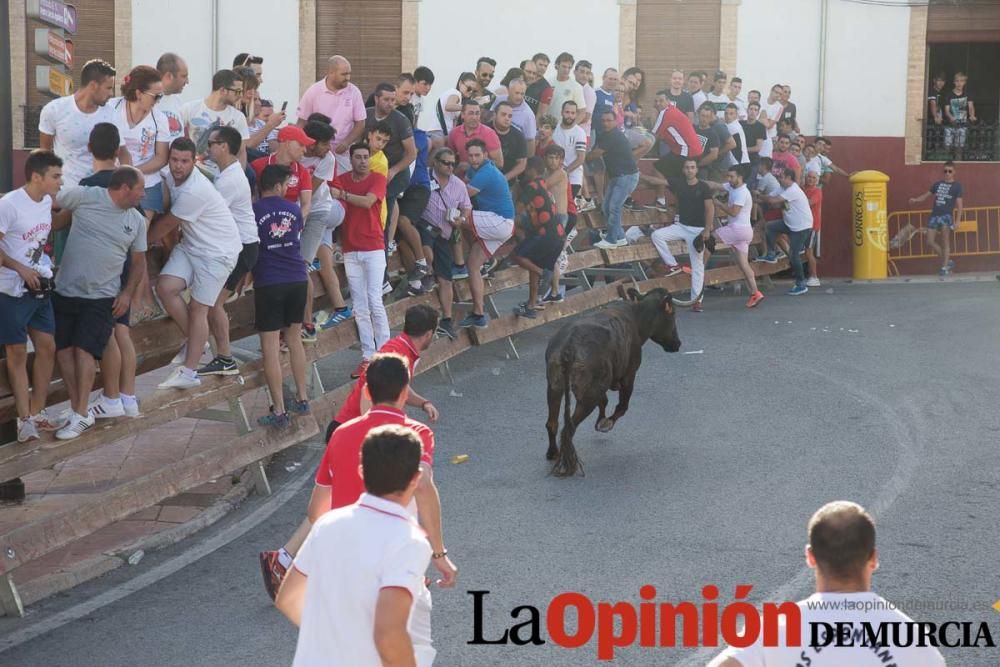 Última suelta de vacas en Moratalla