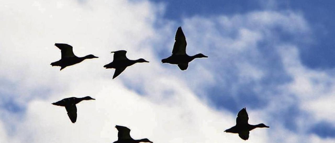 La silueta de las aves dibujada en el cielo arousano es uno de los alicientes turísticos de la ría. // Abella