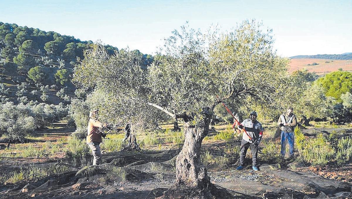 Varios jornaleros recogen la aceituna en un olivar de Pozoblanco, en una imagen de archivo.